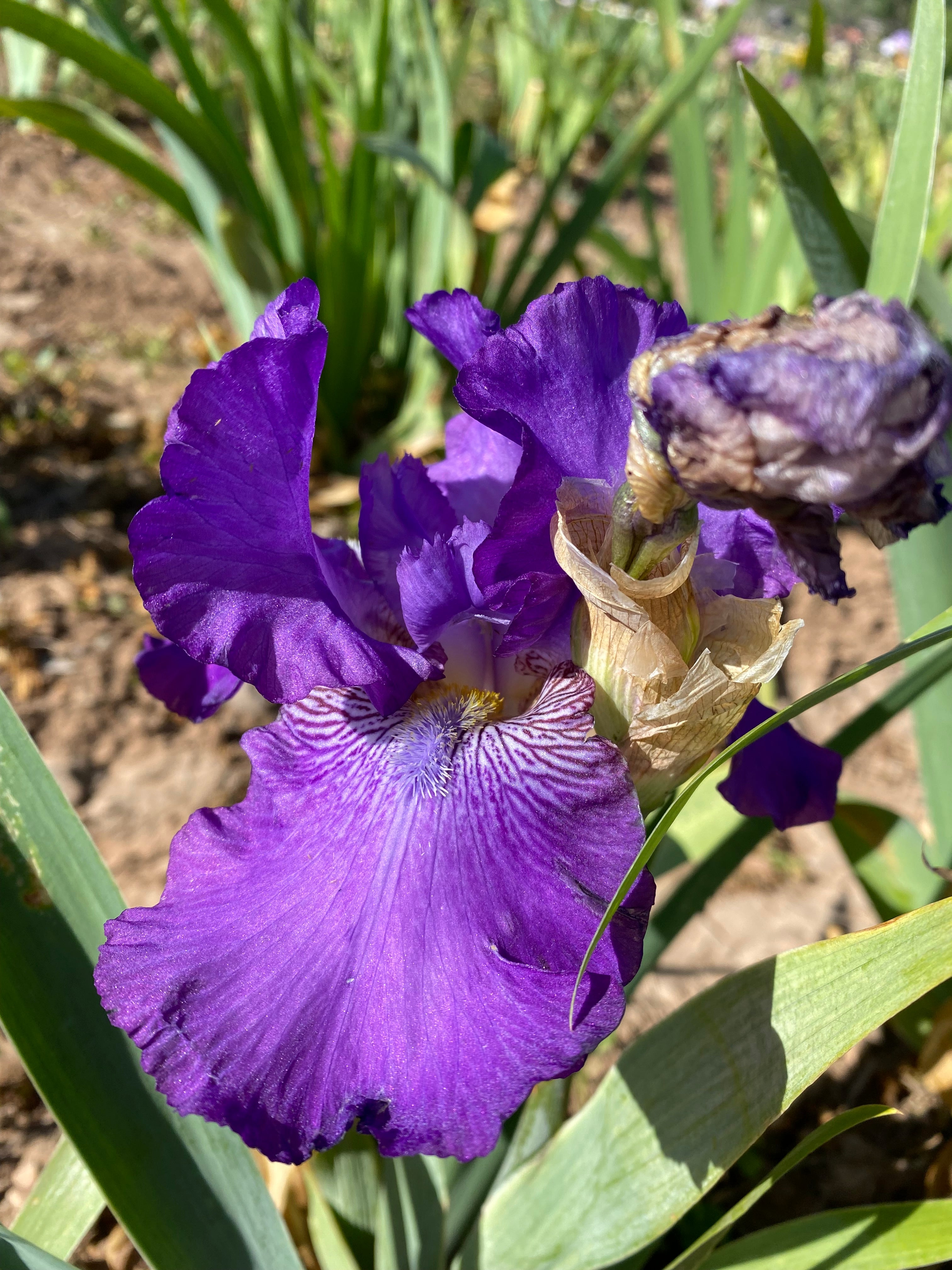 Noid Purple 21.3 – Ripple Effect Iris Farm