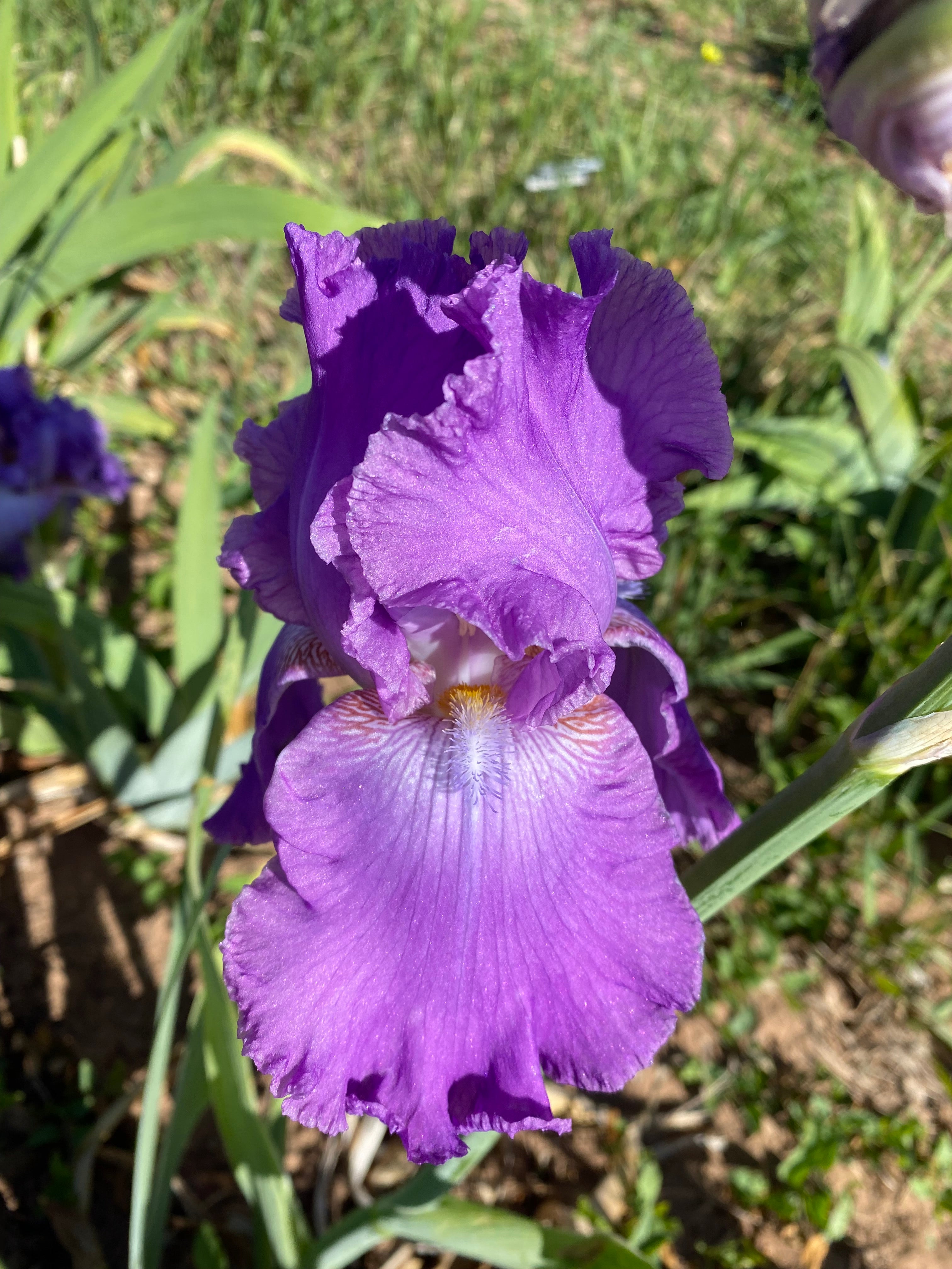 Noid 26.3 Purple – Ripple Effect Iris Farm