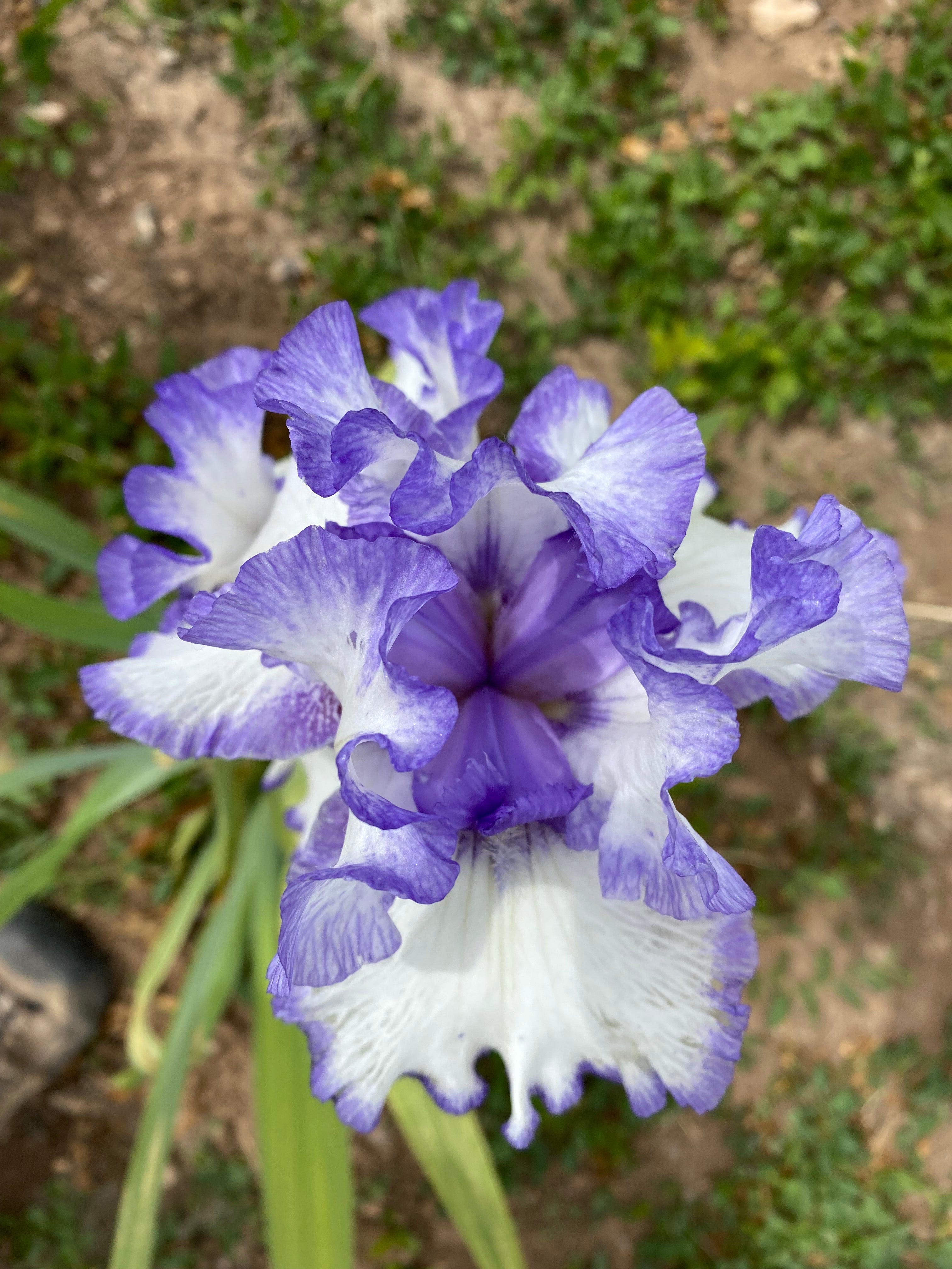 White and factory Purple Iris