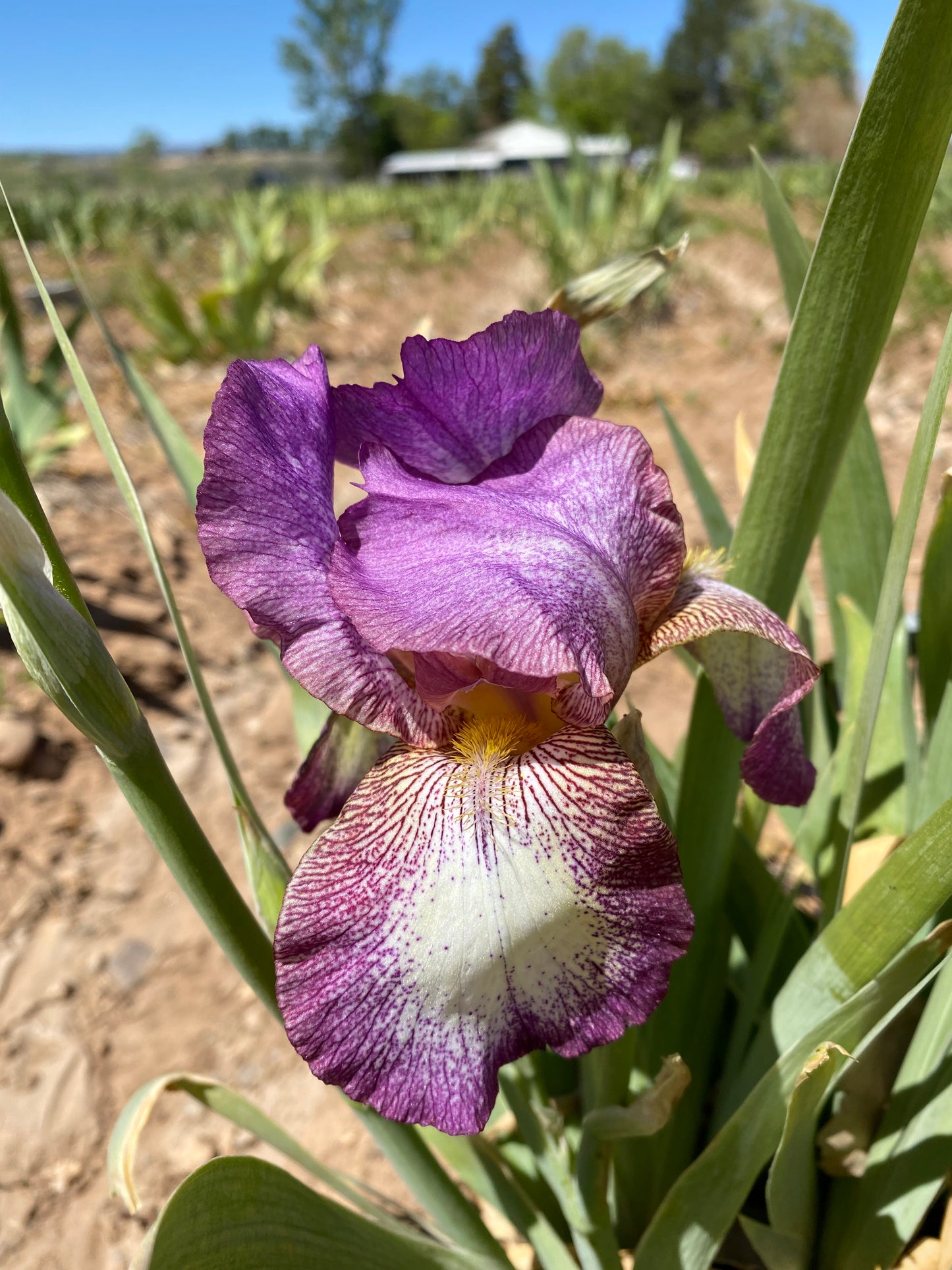 Gibson Girl – Ripple Effect Iris Farm