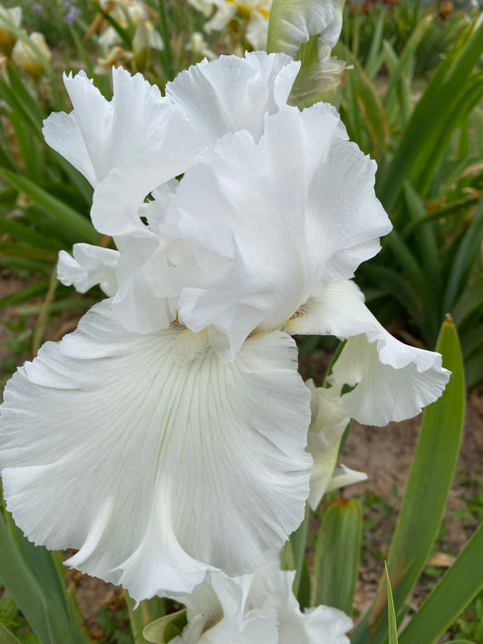 Noid 25.43 Ruffled White