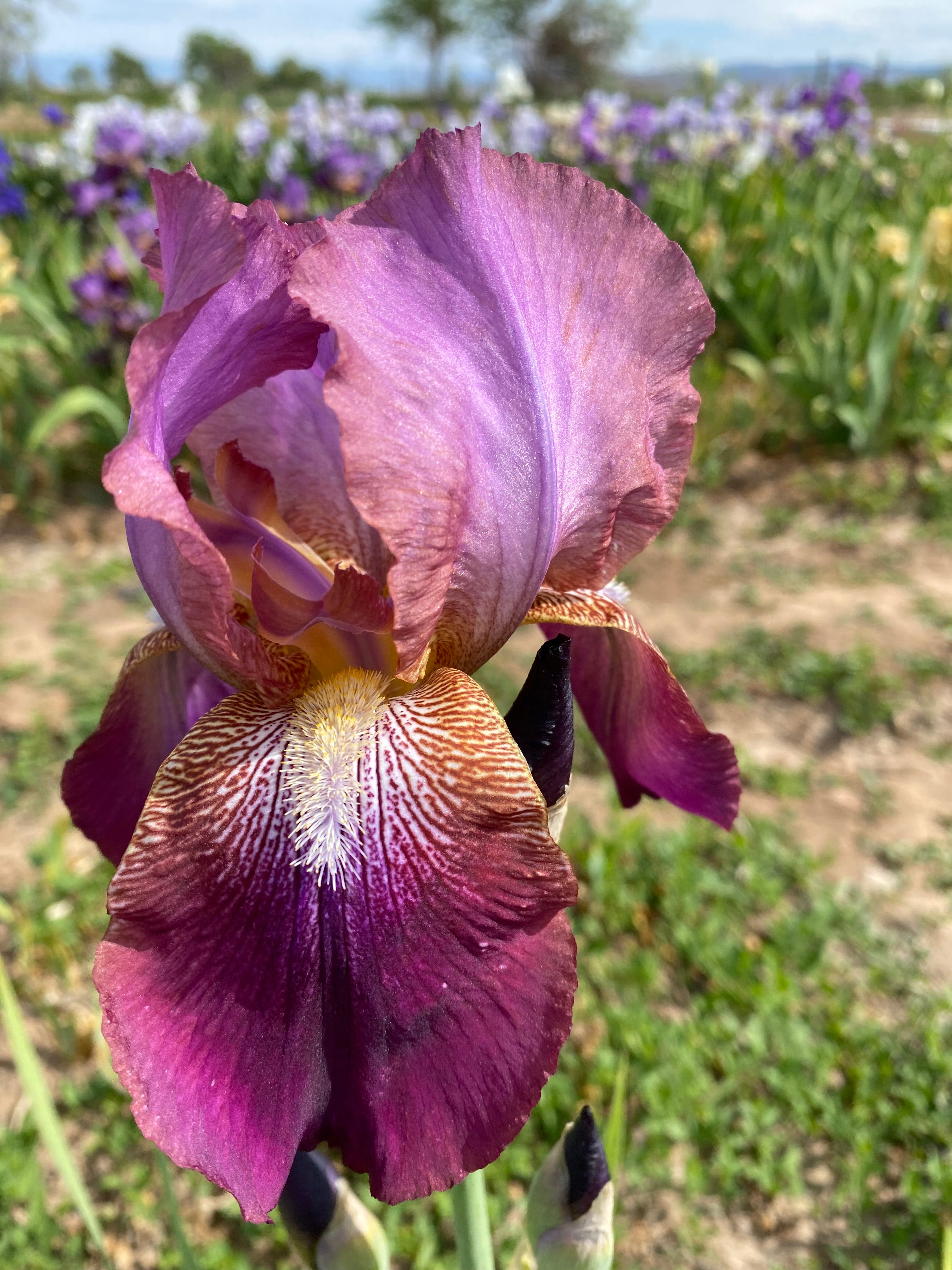 Rip Van Winkle – Ripple Effect Iris Farm