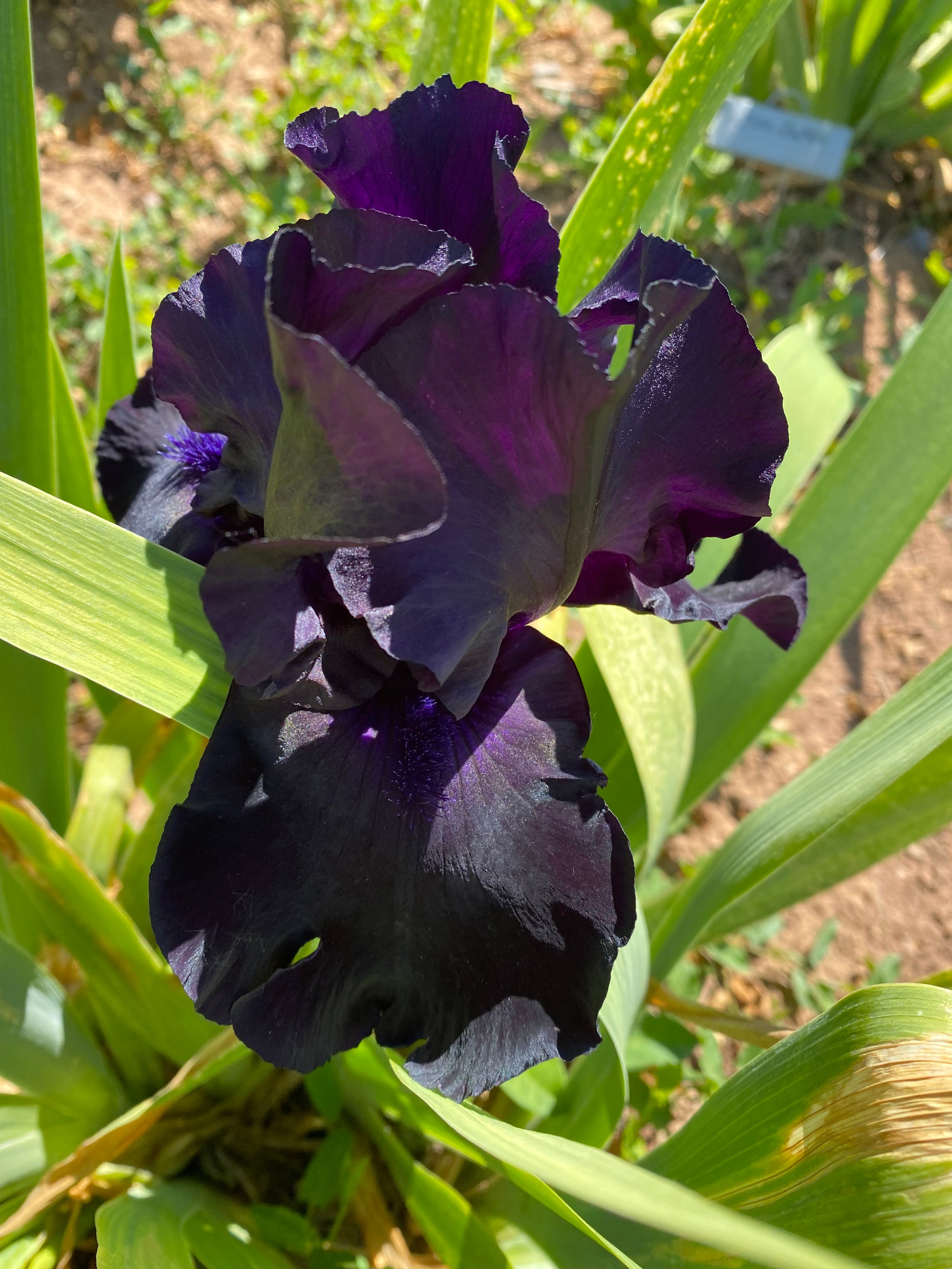 Black Suited – Ripple Effect Iris Farm