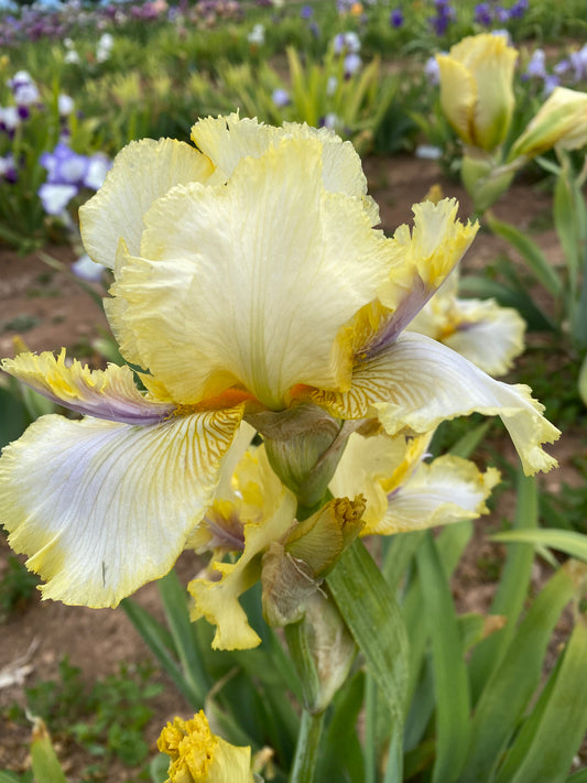 Canary Feathers