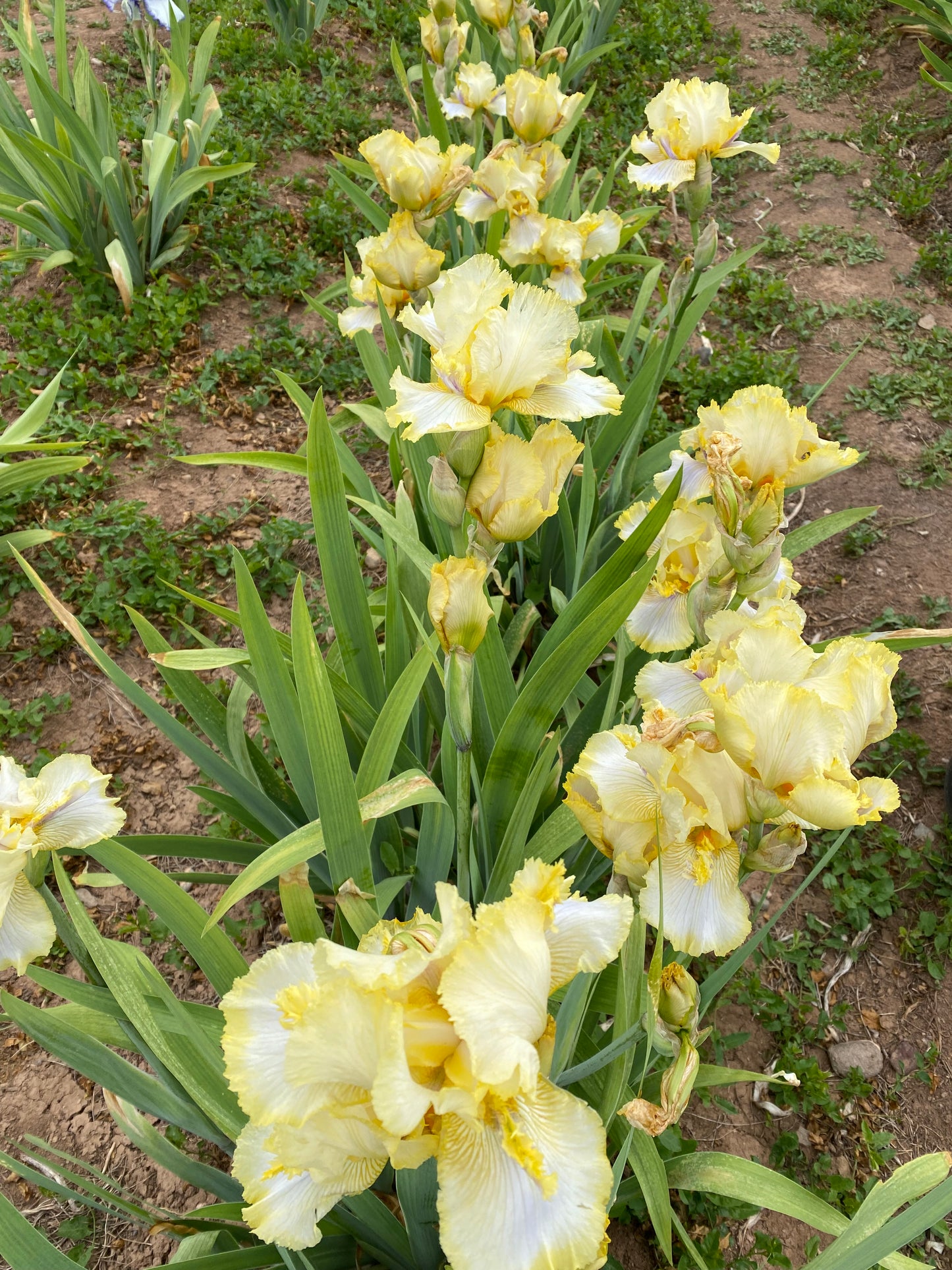 Canary Feathers