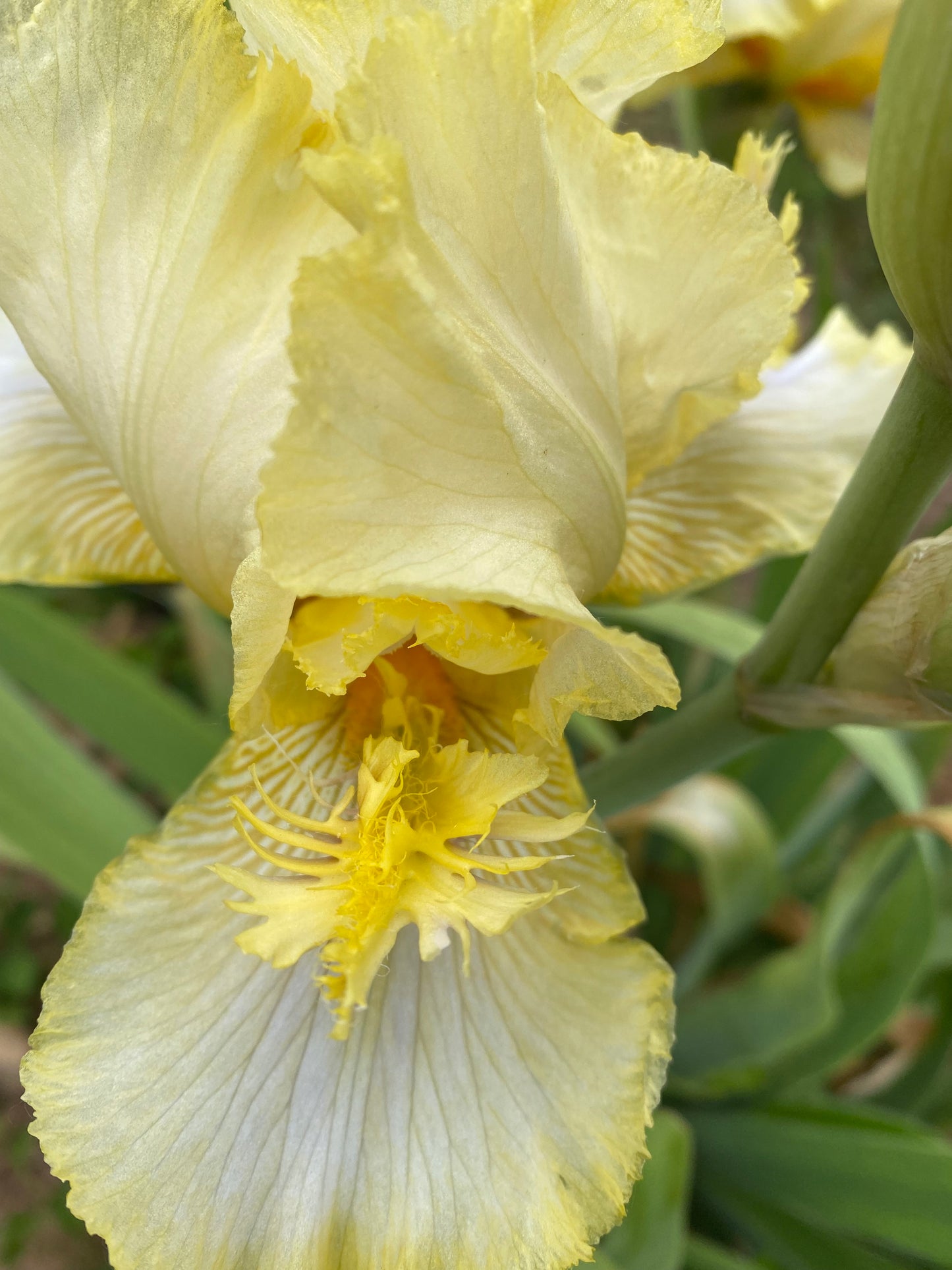 Canary Feathers