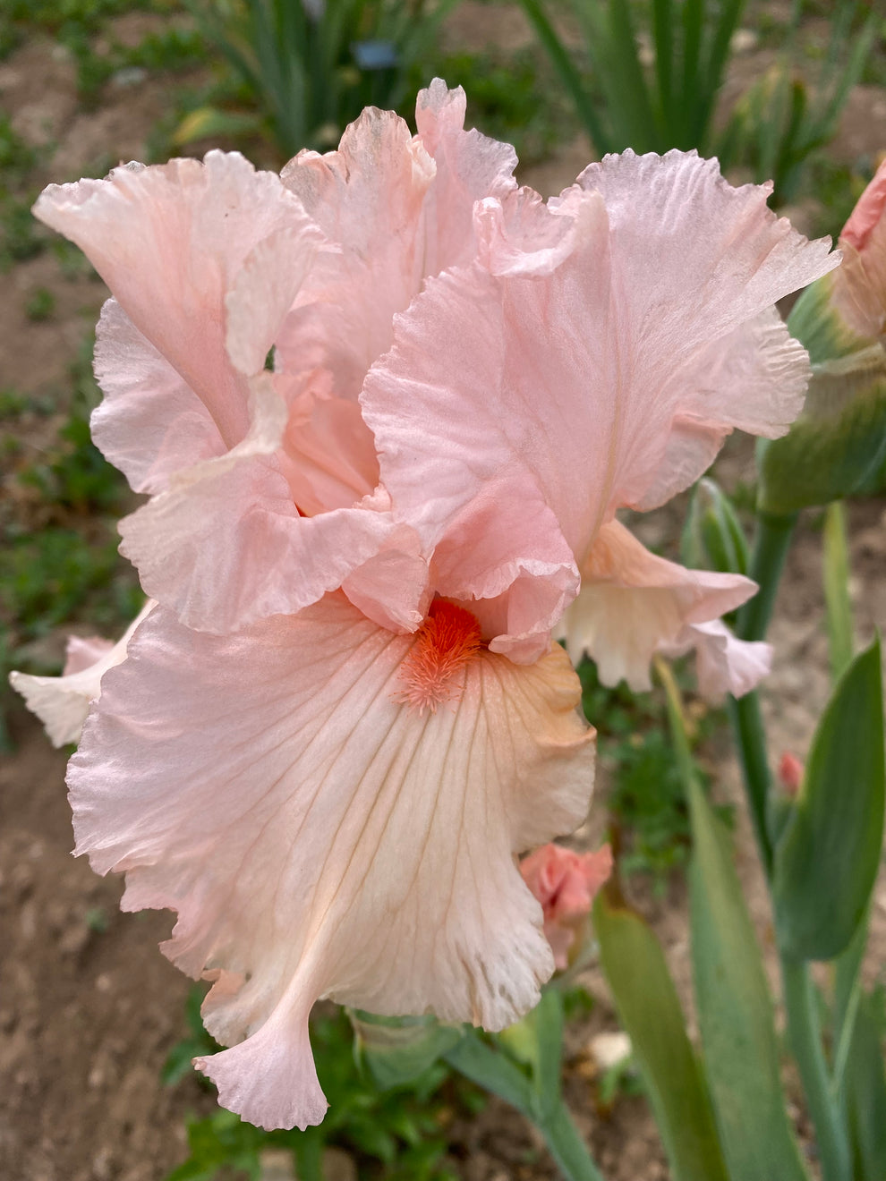 Goodbye Girl – Ripple Effect Iris Farm